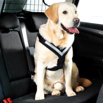AllSafe bilbelte for hund M (15-30kg)