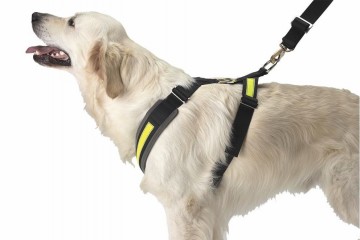 AllSafe bilbelte for hund S (0-15kg)